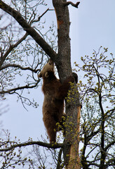 Romanian bears at a sanctuary  © Sophie
