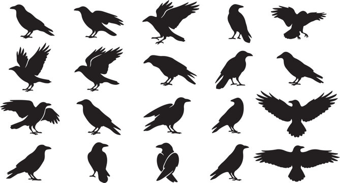 Set of twelve black silhouettes of crows and ravens in standing and flying poses isolated on a white background for