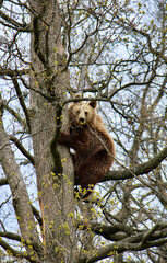 Romanian bears at a sanctuary  © Sophie