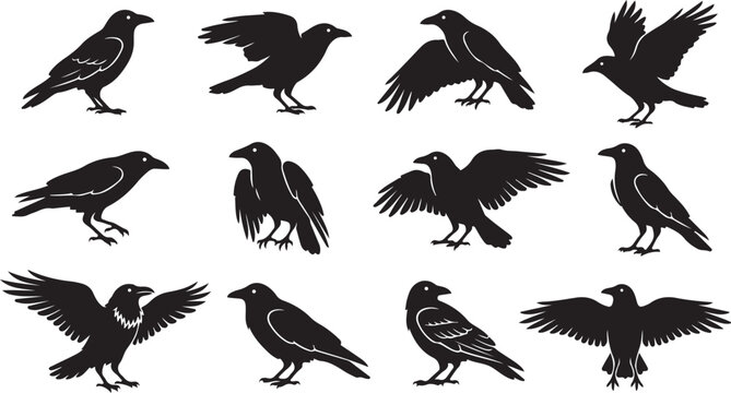 Twelve black silhouettes of crows and ravens in various standing and wing-spreading poses isolated on a white background, for projects