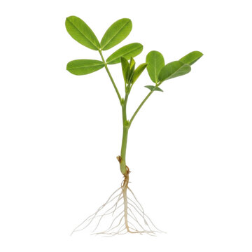 Peanut plant seedling with roots isolated on transparent background