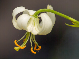 Lilium martagon var. album © Winfried Rusch
