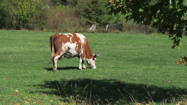 Brown and white cow grazing on an autumn pasture with a bell around its neck