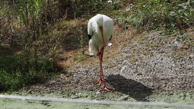 White Stork (Ciconia ciconia) a large bird ideal for nature, wildlife, and environmental documentary projects, nature stock video footage 