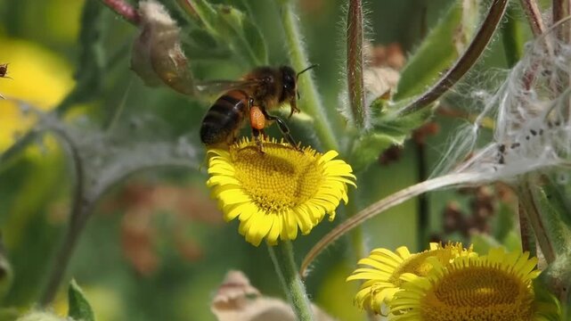 Western honeybee (Apis mellifera) insect with packed orange pollen baskets pollinating a bright yellow flower, bee and nature wildlife stock video footage clip