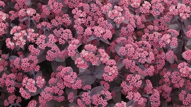 Sedum telephium 'Xenox' (Hylotelephium telephium) a summer autumn dark purple perennial flower plant commonly known as stonecrop, gardening stock video footage clip