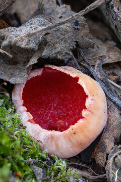 Scarlet elfcup mushroom in the forest