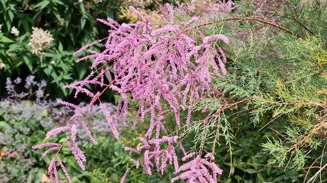 Tamarix ramosissima 'Pink Cascade' a summer autumn fall flowering deciduous shrub plant with a small pink summertime flowers also known as tamarisk, gardening stock video footage clip