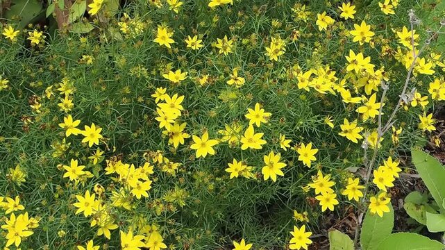Coreopsis verticillata 'Golden Gain' a yellow summer autumn fall herbaceous perennial flower plant commonly known as Threadleaf tickseed, gardening stock video footage clip