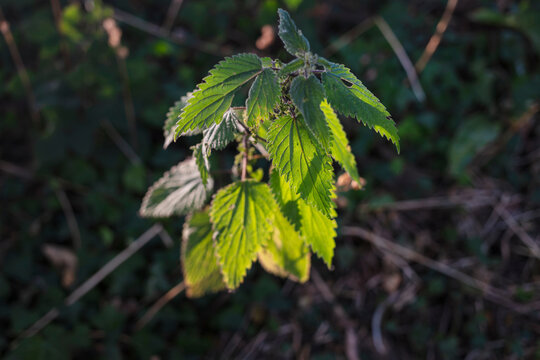 Young stinging nettle leaves glowing in low sunlight against the dark undergrowth of a hedgerow.