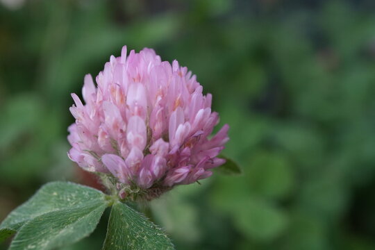 Pink red clover flower in close-up with green background