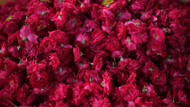 Shahdara, Punjab, Pakistan - 28 October 2026: View of a large pile of vibrant red roses collected for market sale.