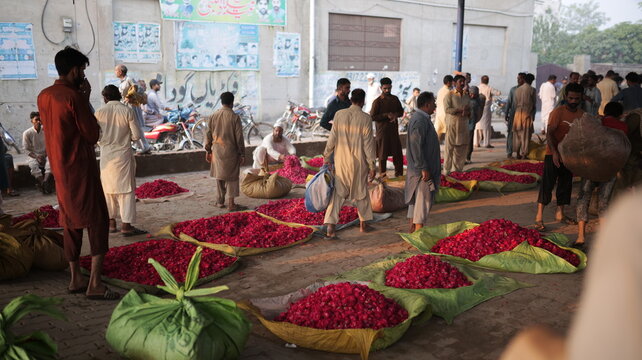 Shahdara, Punjab, Pakistan - 28 October 2026: View of men selling piles of red rose petals at a local flower market along Lahore Road.
