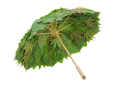 Open umbrella covered with various green leaves and ferns fern leaves leaf canopy eco umbrella plant foliage