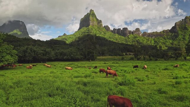 Cattle cows grazing in lush tropical pasture with dramatic volcanic mountains in background under cloudy sky, showcasing the natural beauty of the South Pacific island, French Polynesia. Drone flight