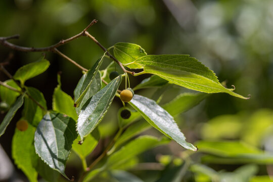 Hackberry tree branch showing green leaves and berries