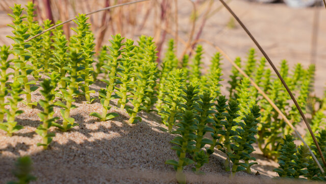 Sea Sandwort Honckenya peploides Growing on Coastal Dune Sand at Close Range &mdash; Concept: Coastal Ecology, Dune Stabilisation and Resilient Nature Background