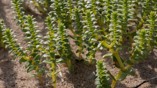 Sea Sandwort Honckenya peploides Growing on Coastal Dune Sand at Close Range &mdash; Concept: Coastal Ecology, Dune Stabilisation and Resilient Nature Background