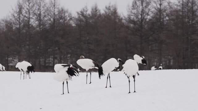 北海道 冬のタンチョウたち