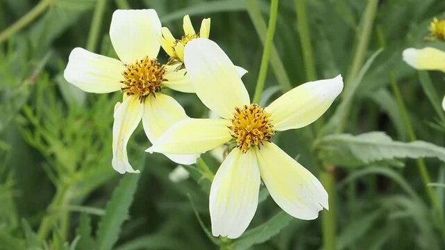 Bidens aurea 'Hannay's Lemon Drop' a summer autumn fall flowering plant with a yellow summertime flower also known as Boleus, 'Lemon Queen', gardening stock video footage clip