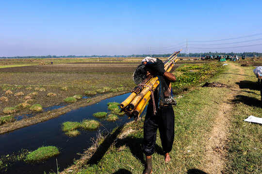 Gazipur, Bangladesh - 17 November 2025: View of a man carrying a bundle of bamboo poles on his shoulder while walking along a rural path beside a canal in a field.
