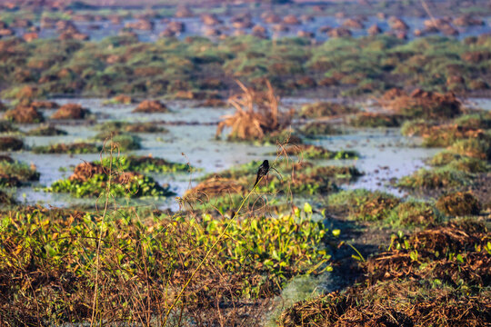 Gazipur, Bangladesh - 17 November 2025: View of a small bird perched on a dry plant stem amidst the marshy wetlands and green vegetation of Gazipur.