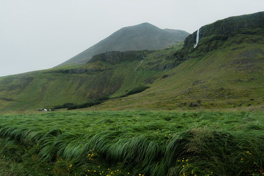 Grass on the wind near waterfall in Iceland 
