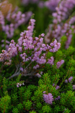 Close up of purple heather in bloom 