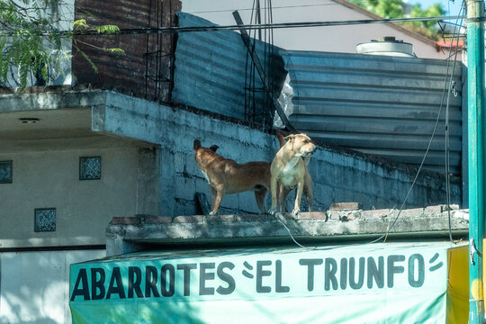 Mexico City, Mexico - January 27, 2024 - Two dogs stand watch on a rooftop ledge above the "Abarrotes El Triunfo" corner supermarket store in Mexico.