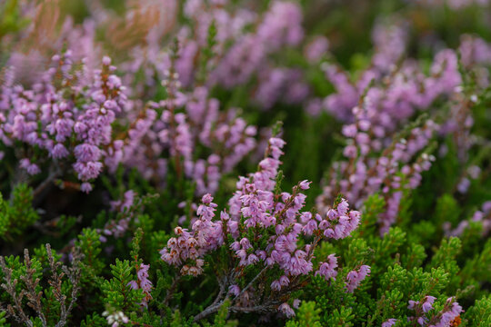 Close up of purple heather in bloom 