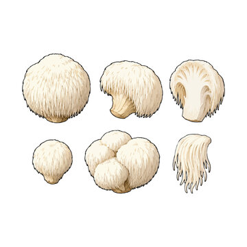 Lion's Mane Mushroom Collection Vector, Hericium Erinaceus Whole and Sliced Edible Mushroom Illustration.