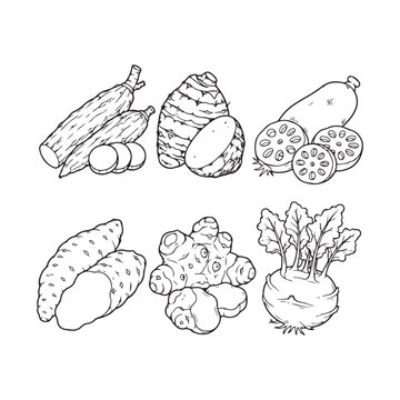 Root Vegetables Line Art Vector Set, Cassava, Taro, Lotus Root, Yam, Ginger and Turnip Outline Illustration Collection.