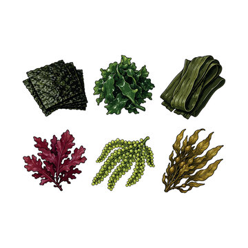 Seaweed and Edible Algae Collection Isolated on White Background &ndash; Nori, Wakame, Dulse, Sea Grapes and Brown Seaweed