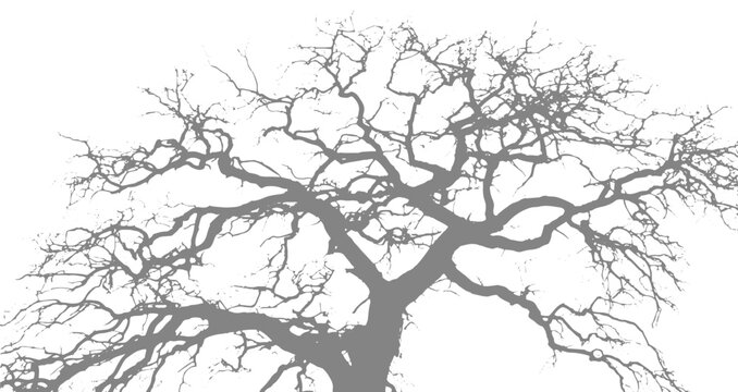 Landscape Tree Vector Collection, Simple Architectural Forest Outlines and Sketches.
