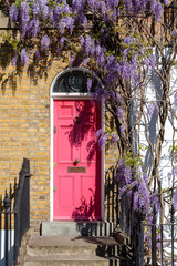 Steps leading up to a pink front door of a Georgian home with a fanlight in north London draped with mauve flowering Wisteria sinensis © Paul Wood