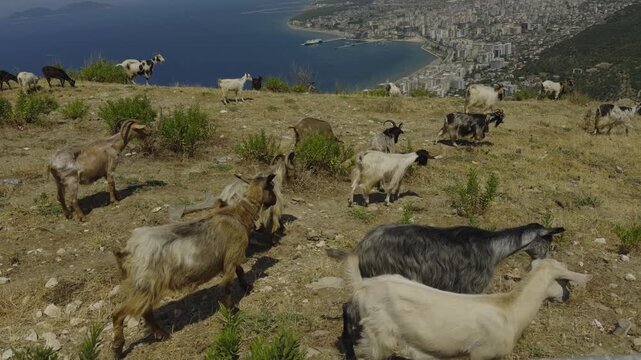 Herd Of Goats Grazing On Dry Hillside Slope Above Coastal City And Sea Bay. Domestic Animals