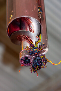 Winery auger crushing red grapes for winemaking process