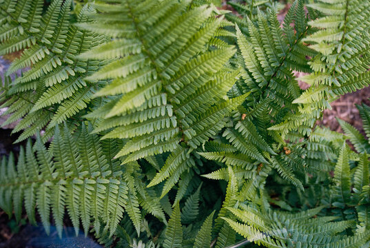 Vibrant Green Ferns background. Film
