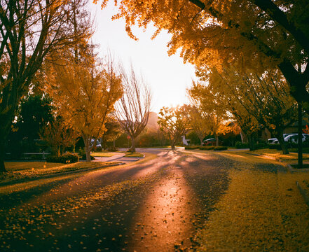 Suburban Street in the Fall 