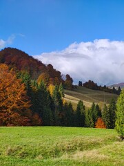autumn landscape with trees © P