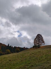 tree on the hill © P