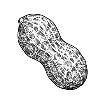 Angled Hand-Drawn Peanut in Shell Illustration