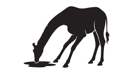 Obraz premium Giraffe drinking water black silhouette against a white background