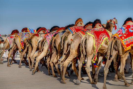 Yazman, Pakistan - 11 March 2021: View of decorated camels participating in the Chanan Pir festival, adorned with colorful saddles and traditional harnesses in the desert landscape.