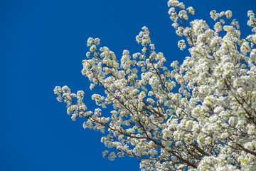 Spring flowers bloom on cherry branch. White petals against blue sky. Soft floral texture in sunlight. Natural orchard background. © Svitlana