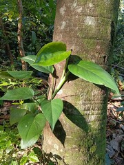 Tropical vine with large green leaves on a tree trunk. © Parakhat