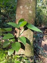 Tropical vine with large green leaves on a tree trunk. © Parakhat