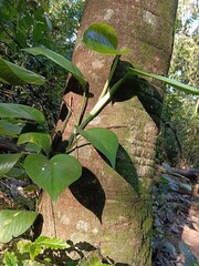 Tropical vine with large green leaves on a tree trunk. © Parakhat
