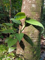 Tropical vine with large green leaves on a tree trunk. © Parakhat