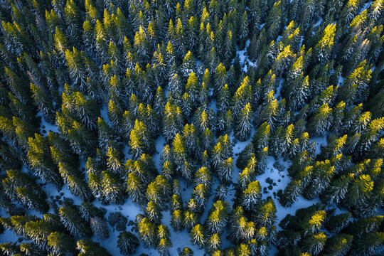 Sunrise light on the treetops of pine forest, aerial view